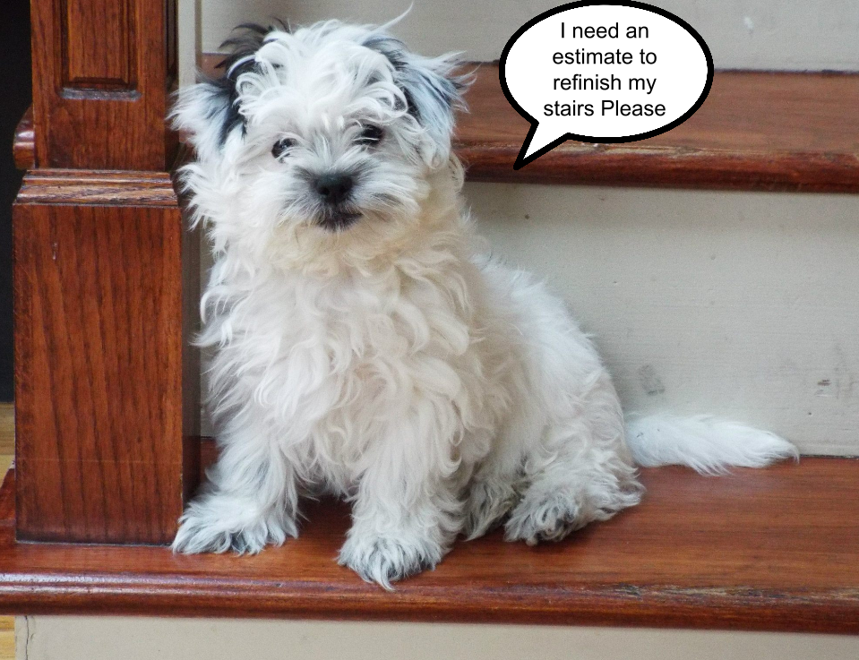 Funny Picture of a puppy on old stairs asking for a painting quote